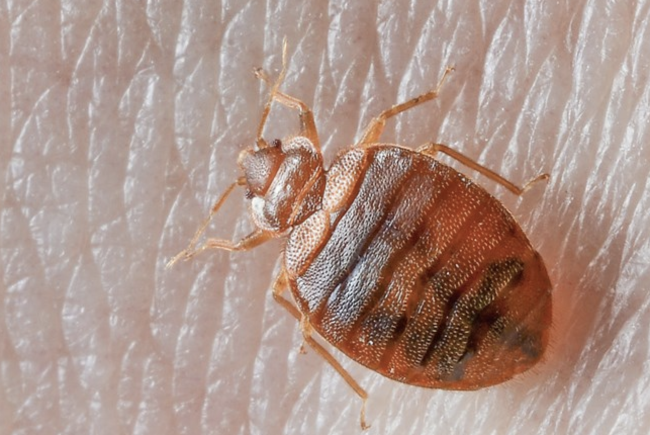 Bed Bug Prevention Tips Dixon Pest Services