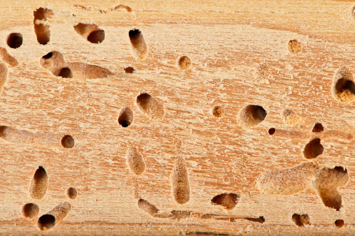 termite holes; kickout holes