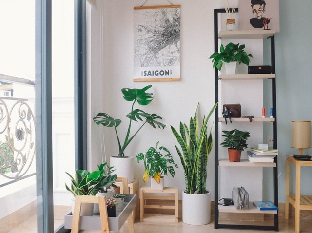 Keep houseplants out of your plants.