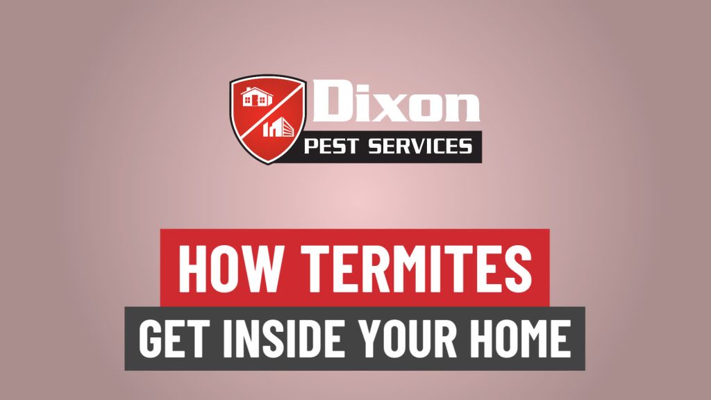 VIDEO How Termites Get Into Your Home Dixon Pest Services Pest