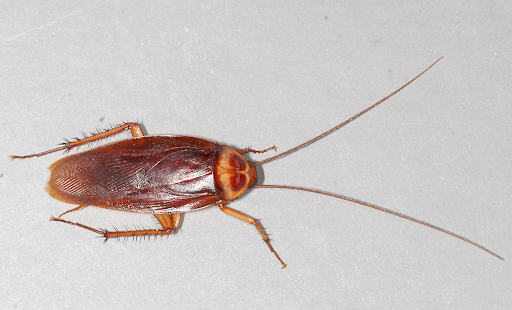 American cockroach closeup