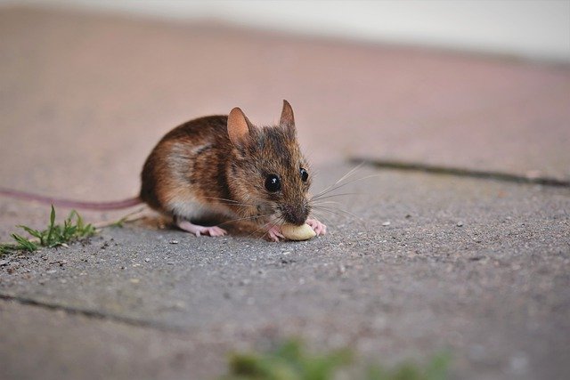Mouse eating food on pavement 