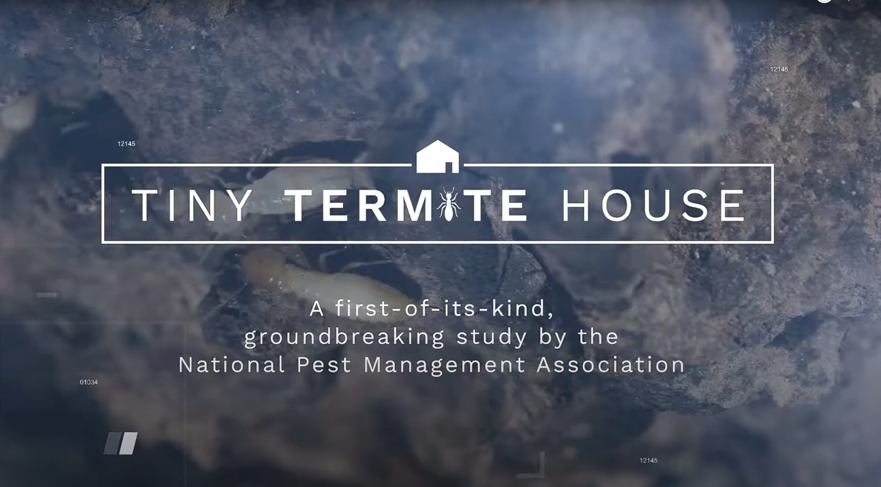 tiny termite house