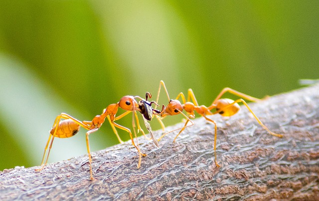 Two ants eating an insect