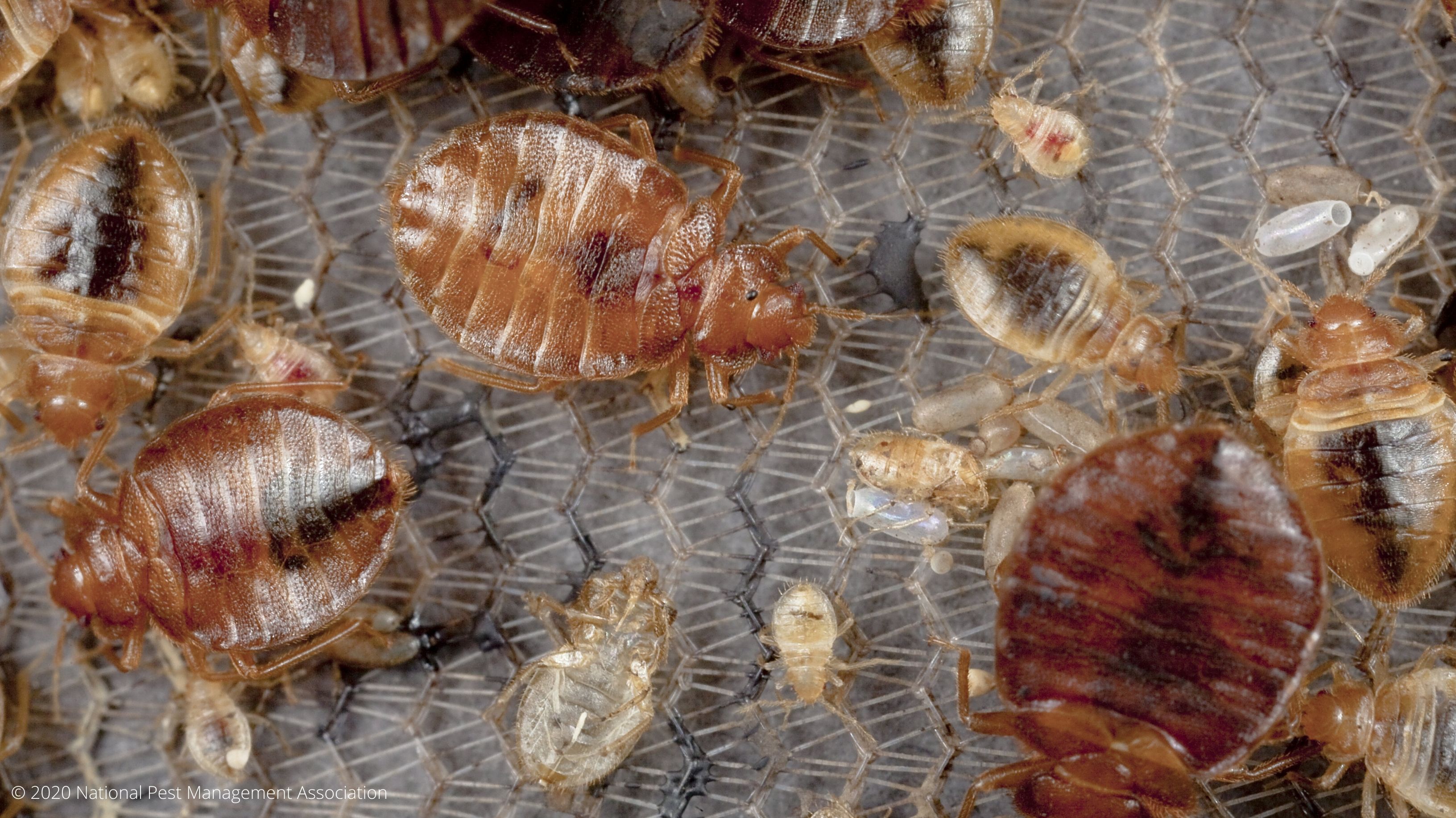 Bed bugs in southeast United States