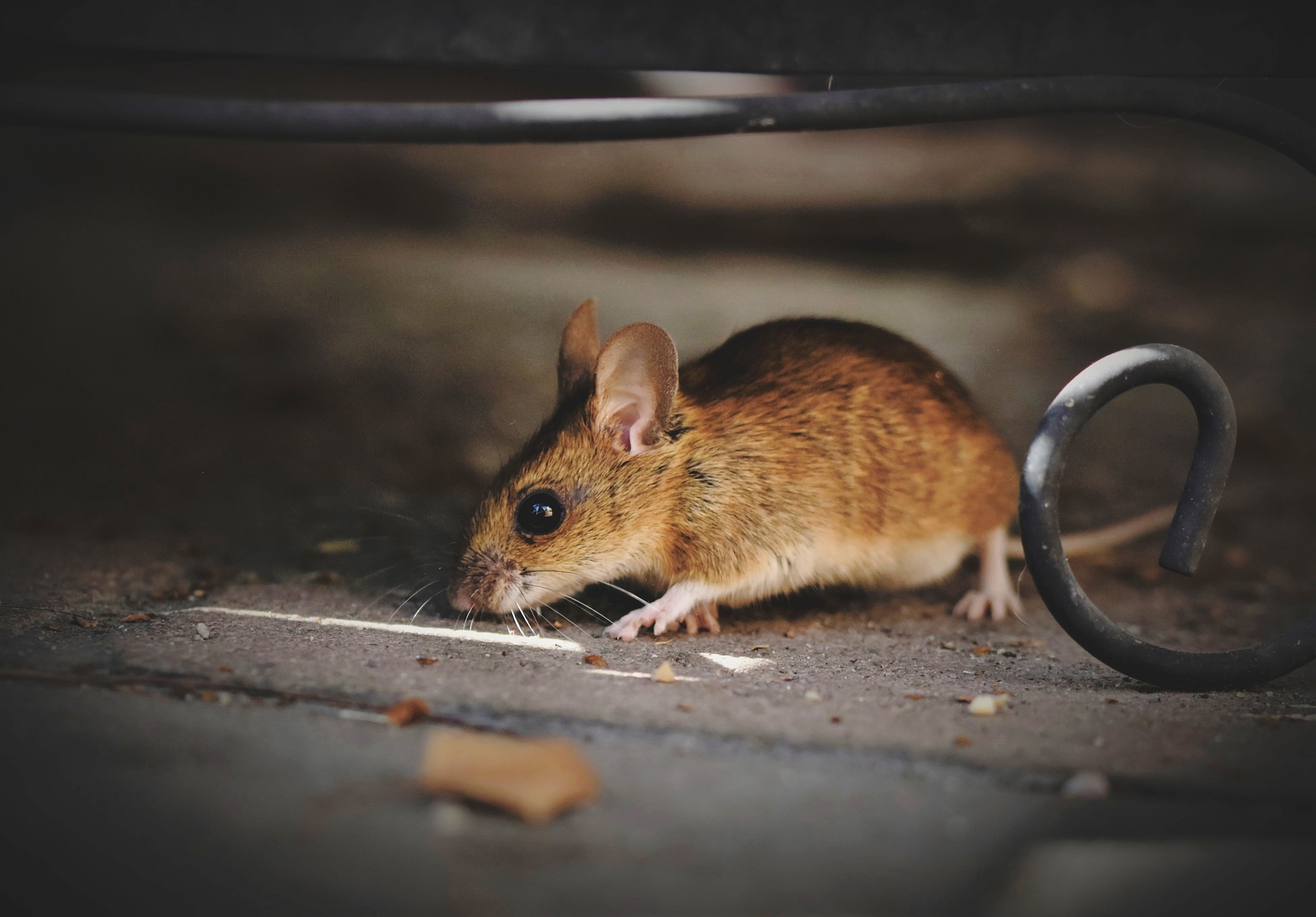 Hero image for common winter pests - shows a house mouse