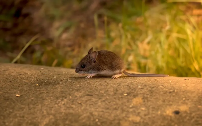 Deer Mouse On Curb