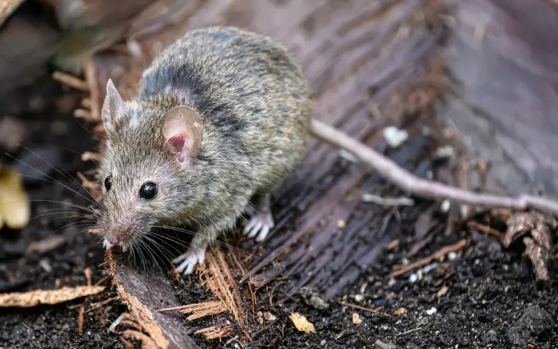 House Mouse Looking for Food