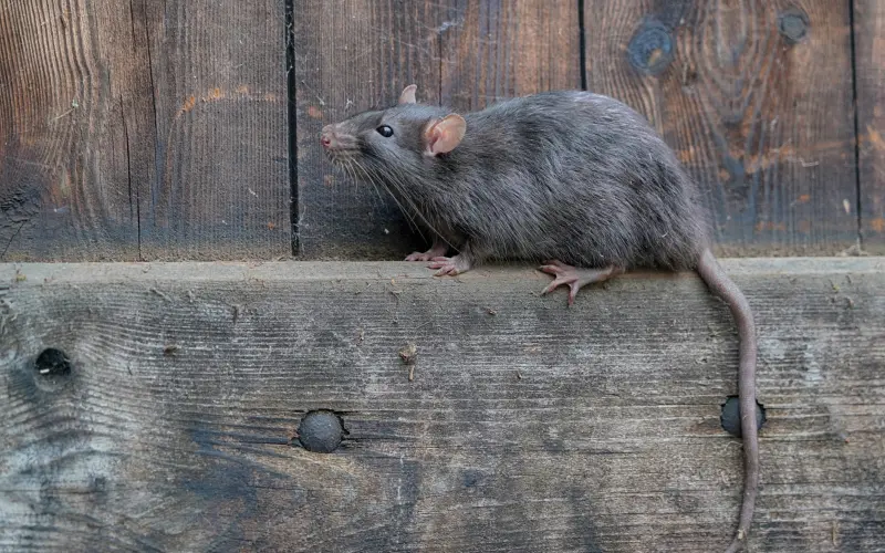 Norway Rat on a Fence