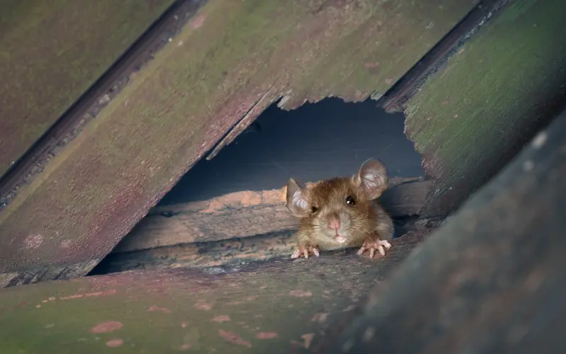 Roof Rat Peering Through Hole in Wall