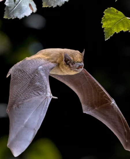 Bat flying across the night sky.