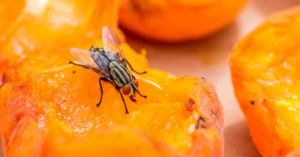 fly on orange food in a Georgia restaurant