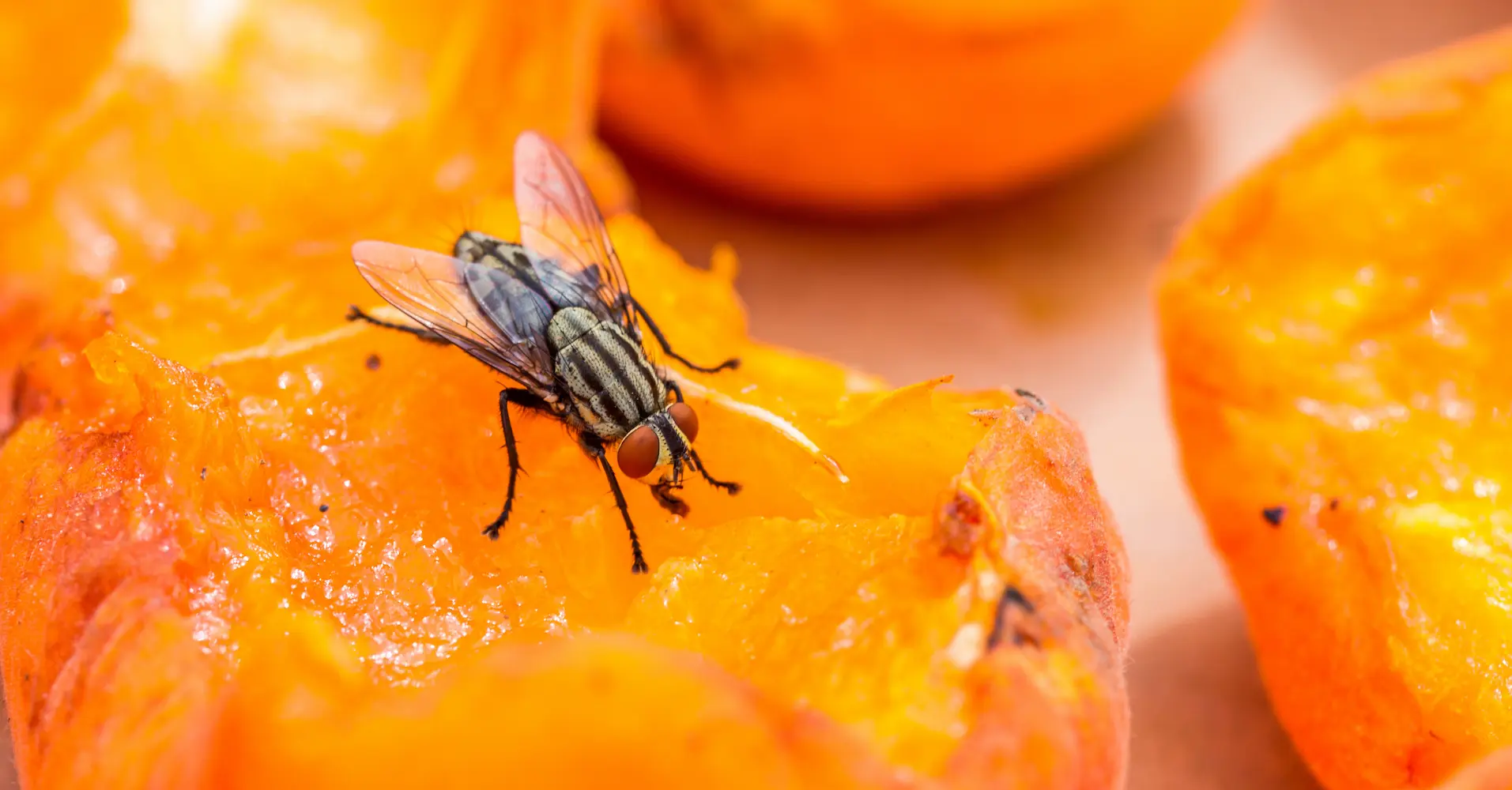 Fly Control | Management Services for Businesses in Georgia